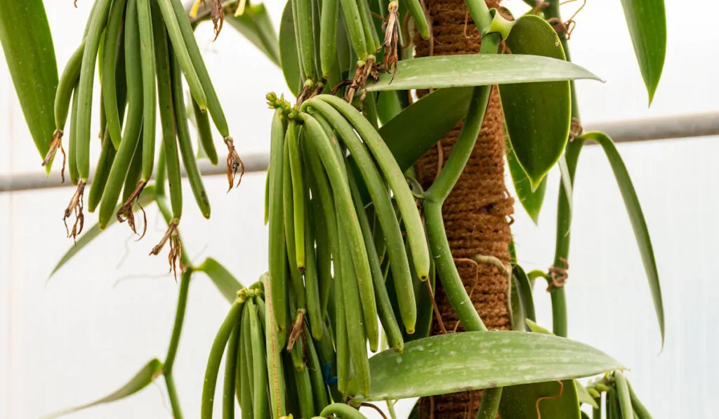 Vanilla beans growing on vanilla plant in green house
