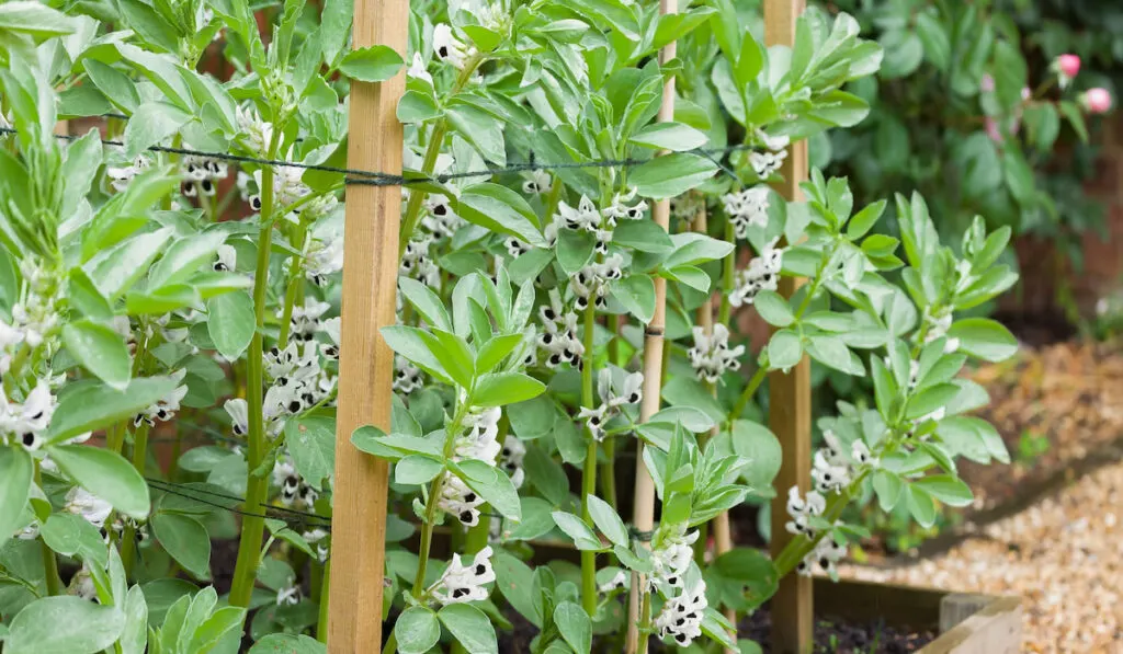 Vegetable garden UK with broad bean plants (fava beans), plants in flower
