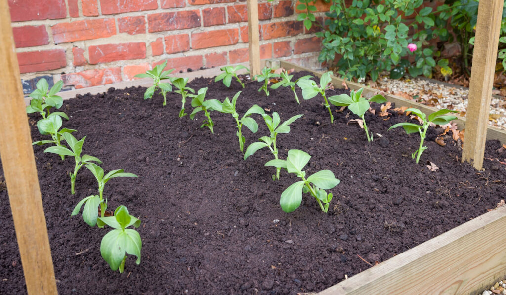 Young broad bean (fava bean) plants growing in a raised vegetable bed in a garden 