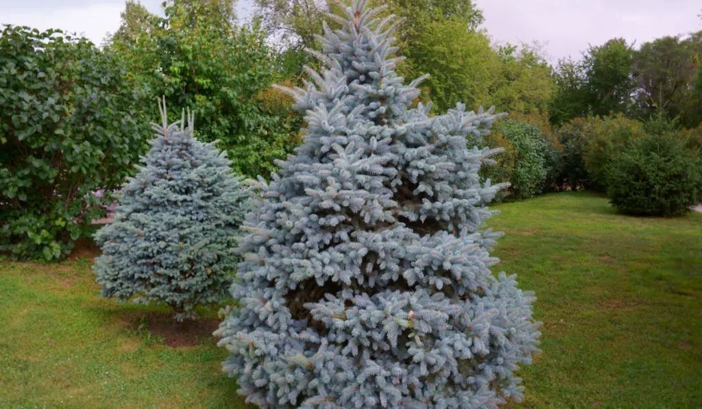 blue spruce tree in the city park
