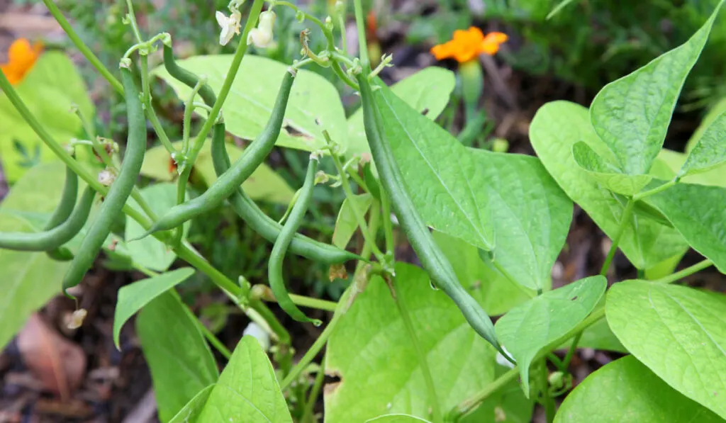 green beans hanging on a bean plant