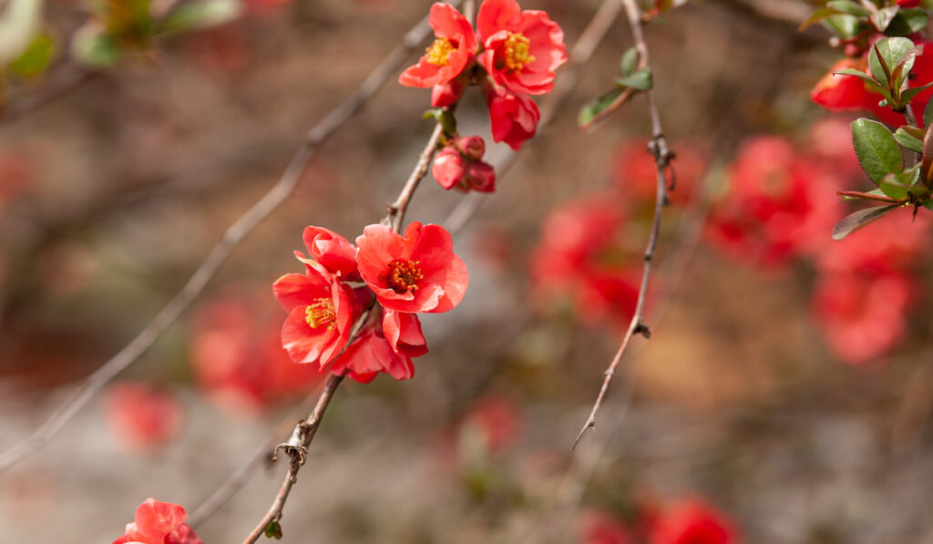 japanese quince chaenomeles japonica branches with beautiful flowers
