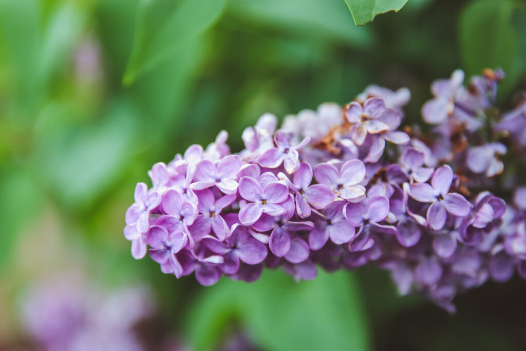 lilac bushes in the garden