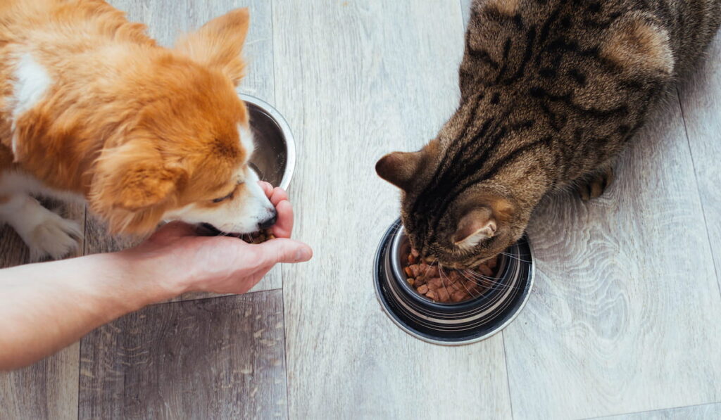 owner pours dry food to the cat and dog