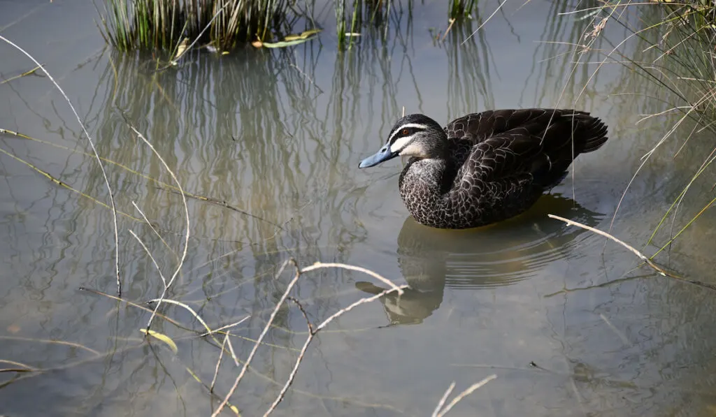 pacific black duck swimming out from behind reeds in the shallow water of a pond