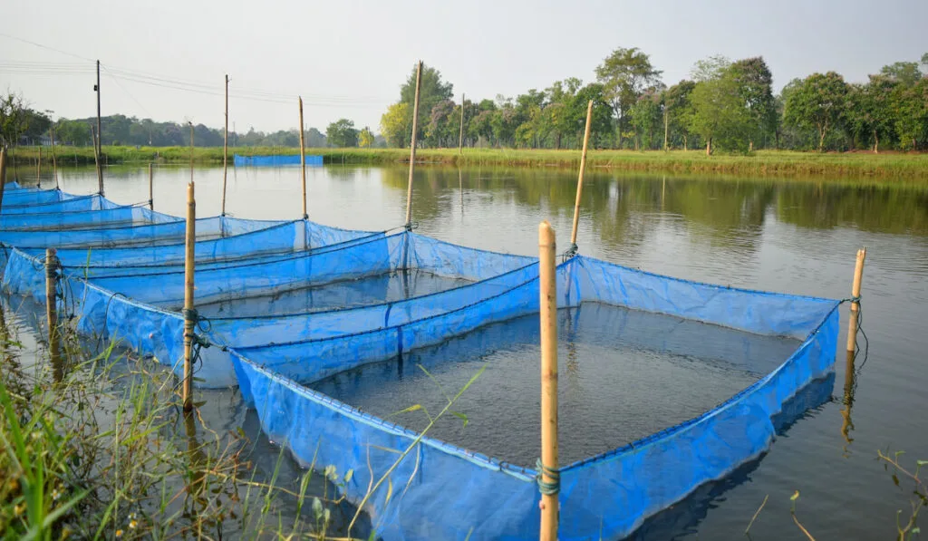 red tilapia fish nursing in the net cage on the earthern pond with reeds on the side