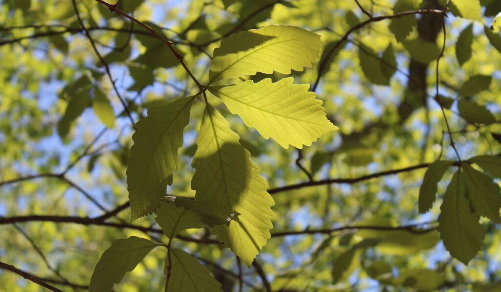 A View of Sunlight on Swamp Chestnut Oak Leaves
