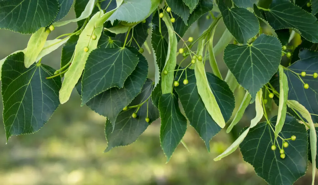 A branch of lime tree. Green leaves of a linden tree or Tilia americana