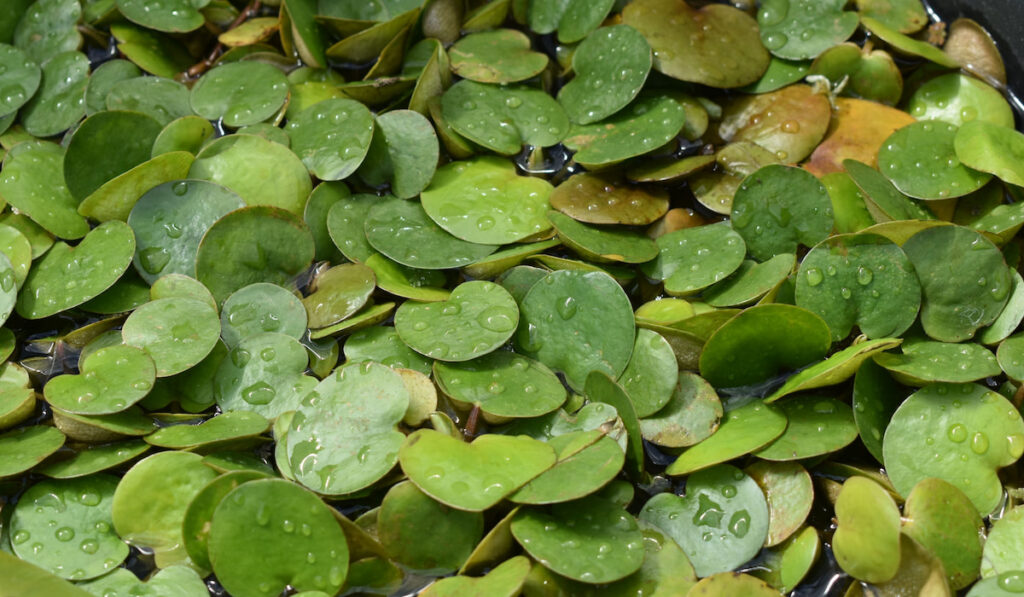 American Frogbit Limnobium spongia aquatic perennial with heart-shaped leaves