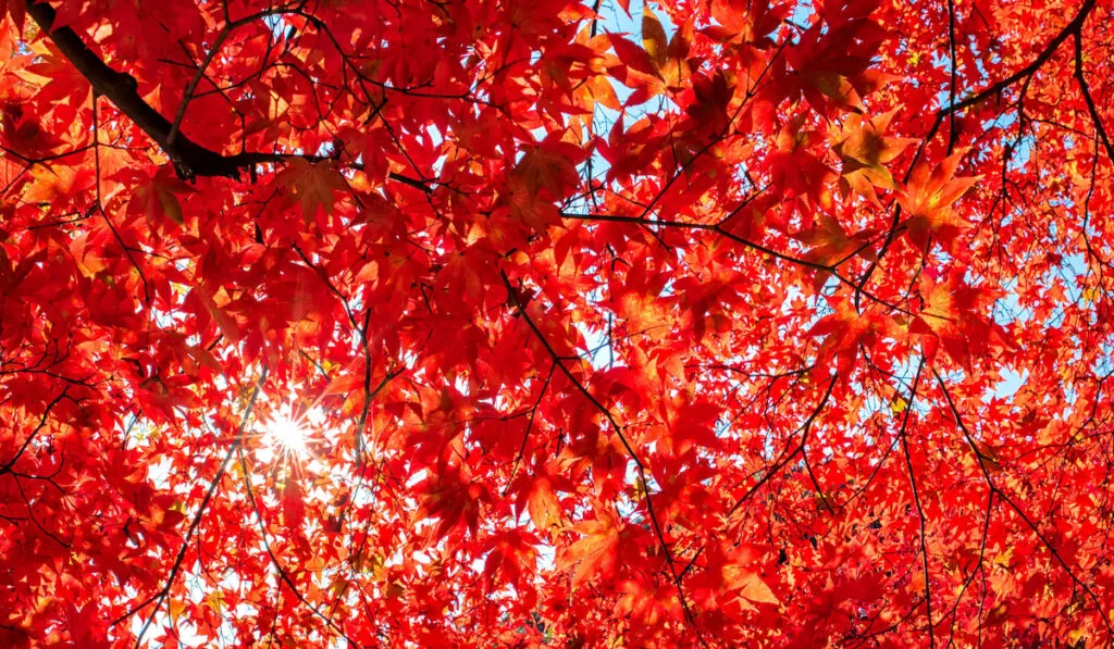 Autumn colorful red maple leaf of Japanese garden from under the maple tree.
