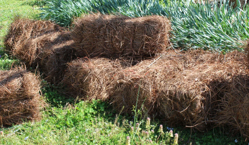 Bales of pine straw mulch
