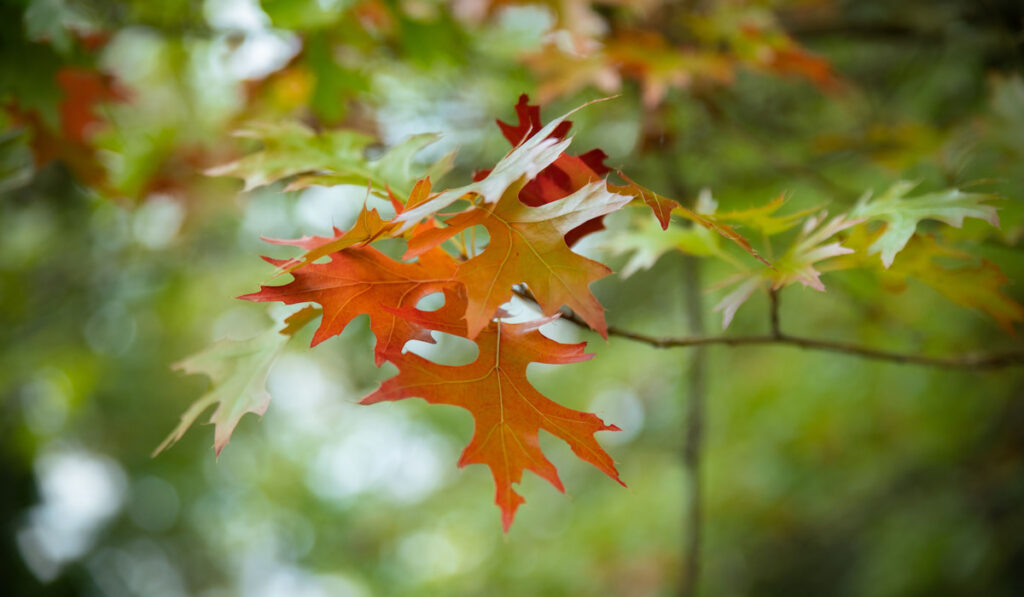 Beautiful scarlet oak leaves in autumn
