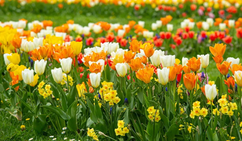 Beautiful spring flower bed with lot of different color and variation of flowers
