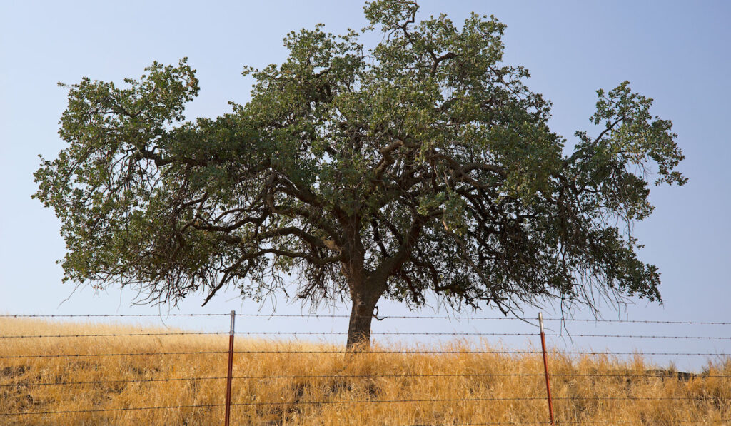 Black Oak Tree in California