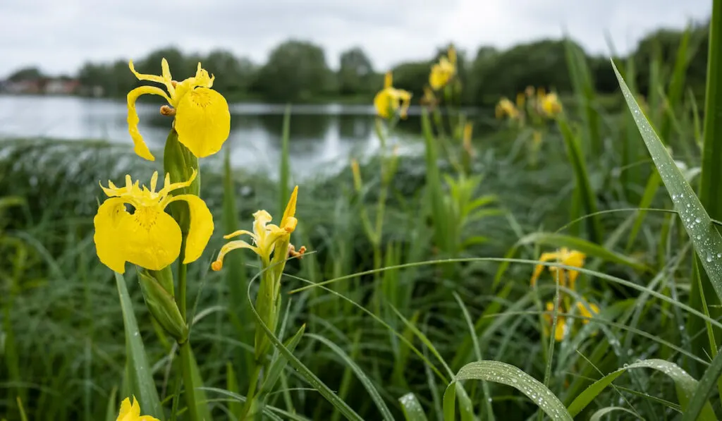 Blooming yellow iris pseudacorus among the greenery on the shore of the reservoir