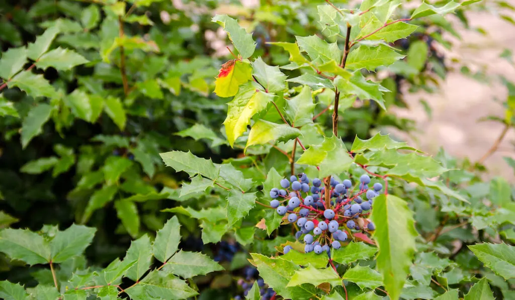Blue berries Mahonia aquifolium (Oregon-grape or Oregon grape) and bush is a species of flowering plant