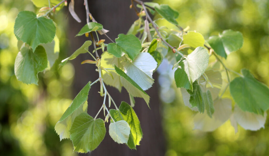 Branch of silver linden or Tilia tomentosa with green leaves
