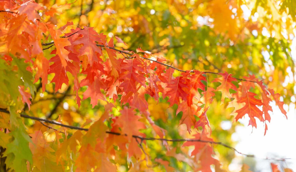 Bright branches of northern red oak with red, orange, yellow and green leaves