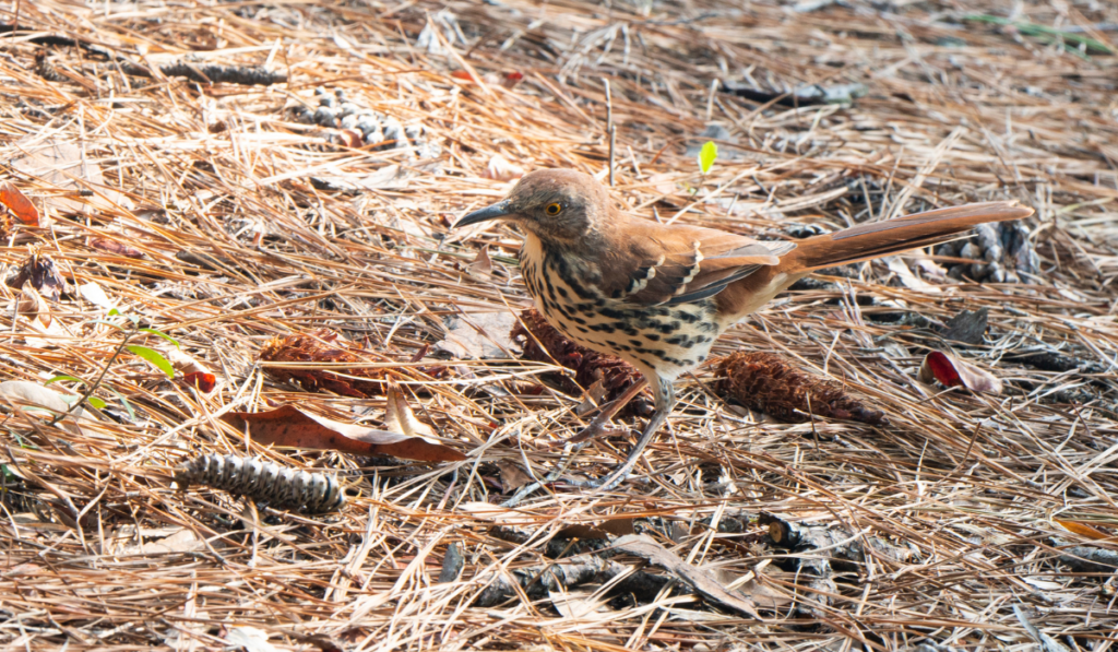 Brown Thrasher, camouflaged in a background of pine straw, looking at a very large worm
