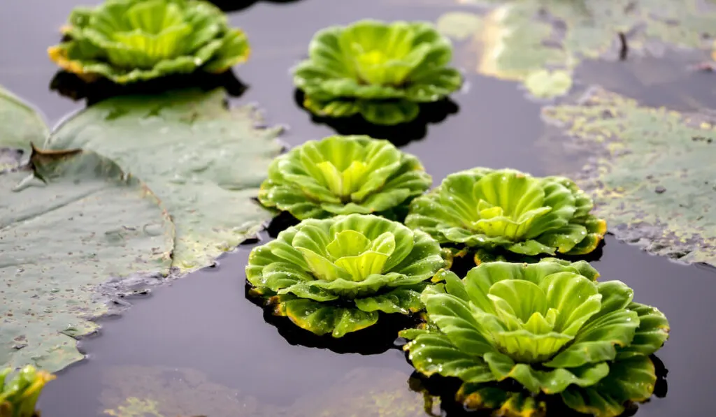 Bunch of green floating water lettuce, pistia stratiotes
