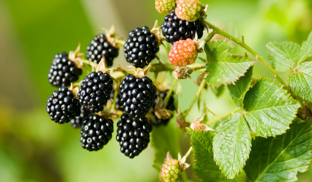 Bunch of ripe blackberry fruit - Rubus fruticosus - on branch with green leaves on a farm.