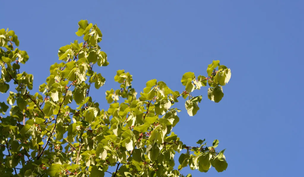 Caucasian lime branches with leaves against blue sky, Latin name,  Tilia x euchlora