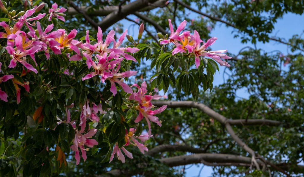 Ceiba speciosa, Flowers of floss silk tree on a blurred natural background