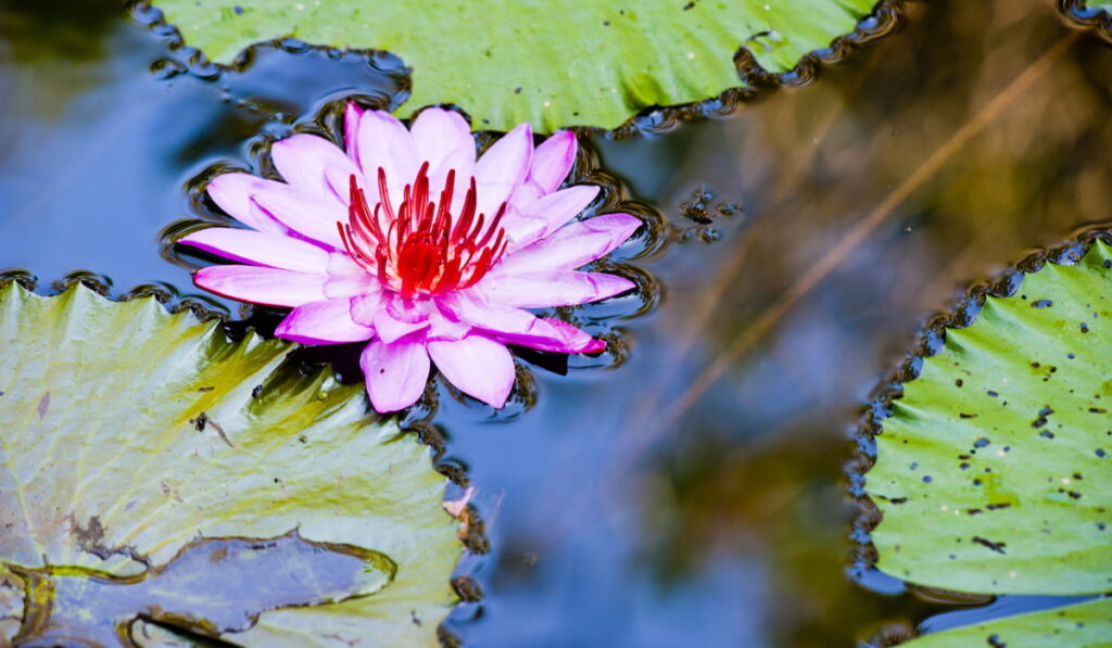 Close Up Photo of a Water Lilly Flower in a Pond