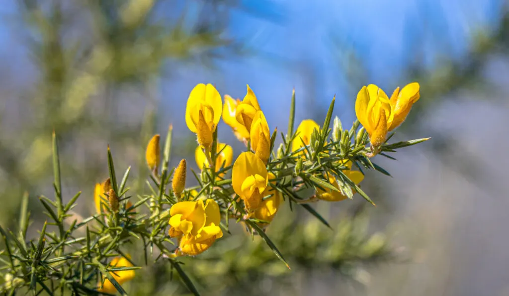 Close up of Common Gorse (Ulex europaeus) blooming with yelow flowers in spring