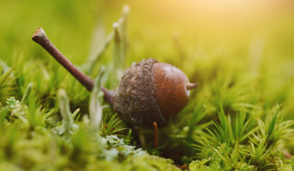 Close up of an acorn in moss
