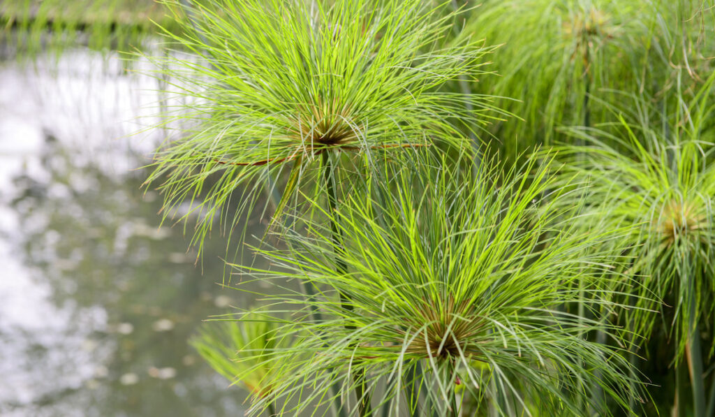 Close up view papyrus green plant in a pond
