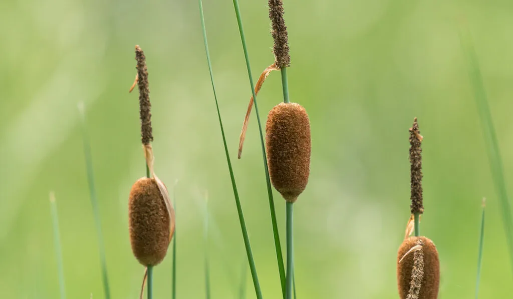 Closeup of the inflorescences of dwarf bulrush  Cattail (Typha minima)
