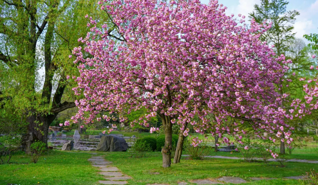 Closeup view o flower cherry blossoms or prunus serrulata