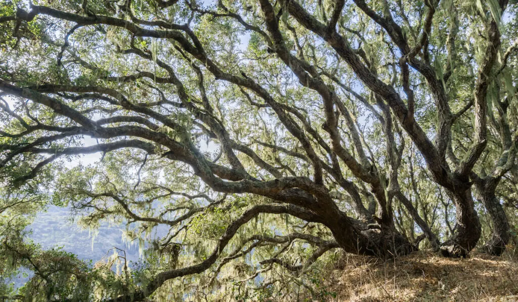 Coastal live oak tree