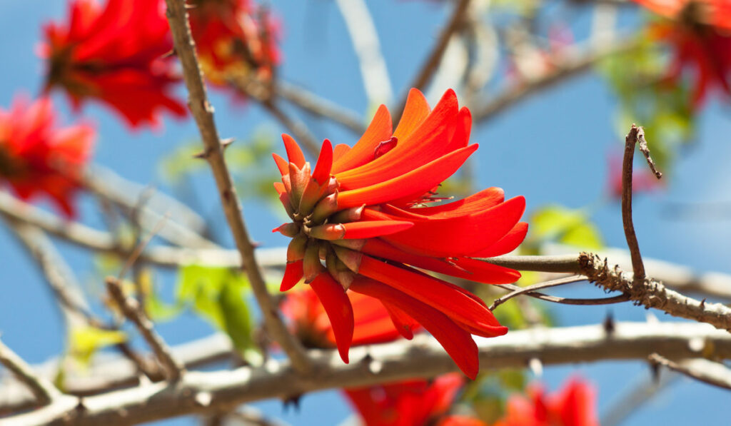 Coral Tree (Erythrina genus)