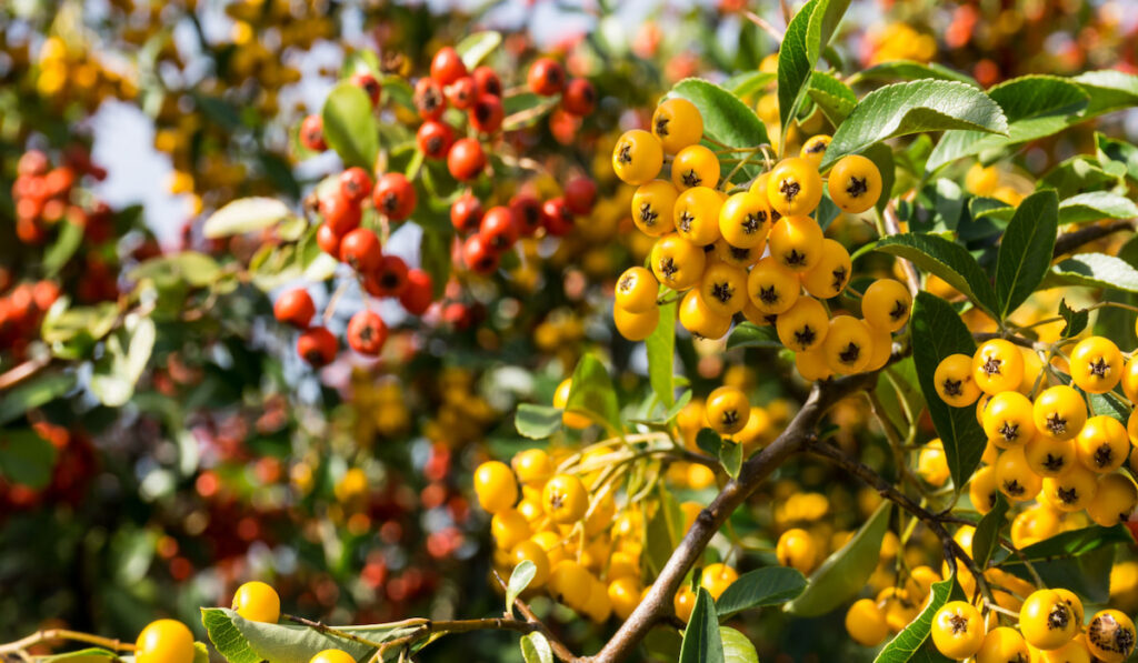 Fire thorn plant (pyracantha coccinea) - yellow and red berries
