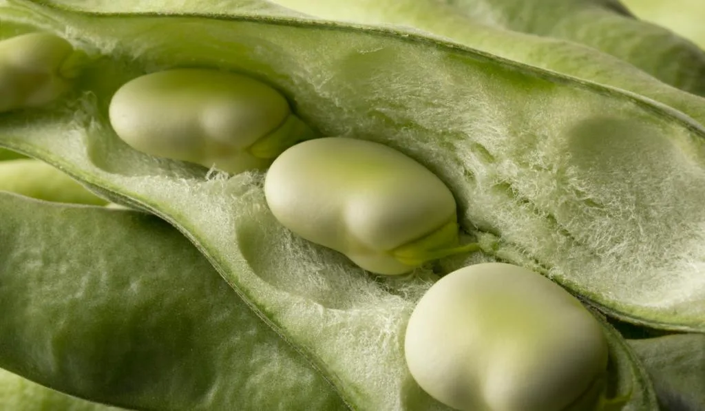 Fresh raw broad beans inside the pod
