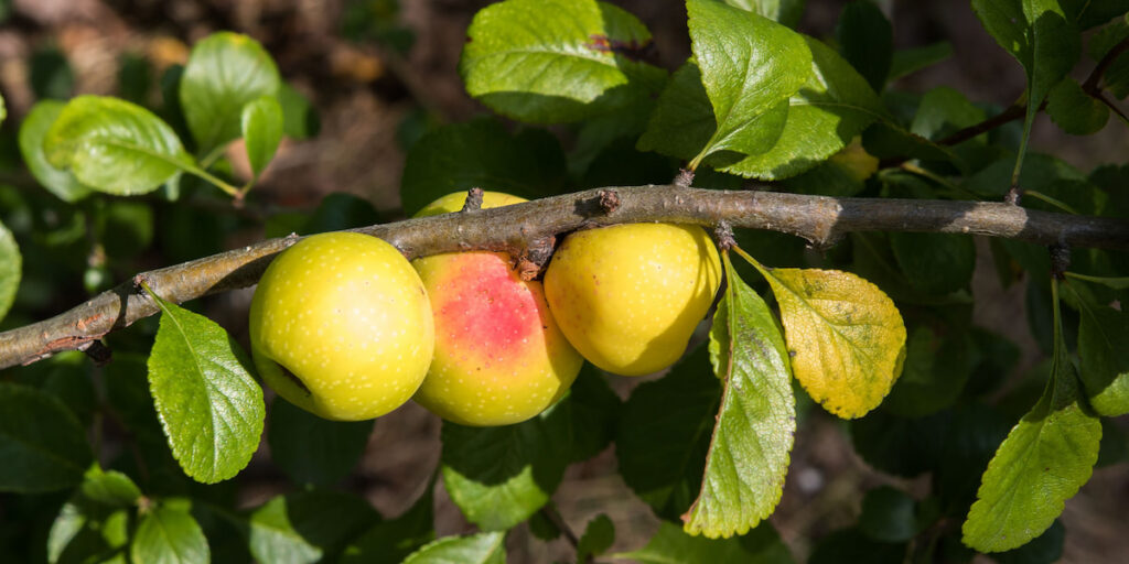 Fruits of wild apple (Malus sylvestris) ripening on apple tree branch during late summer 