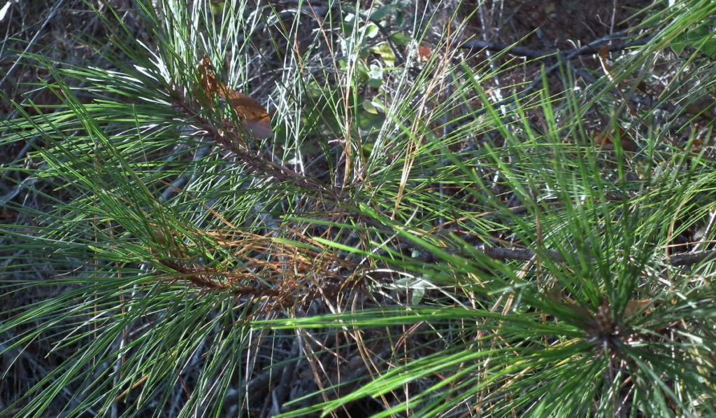 Green Pine Needles
