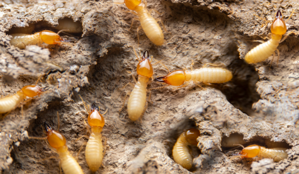 Group of the small termite on decaying timber.