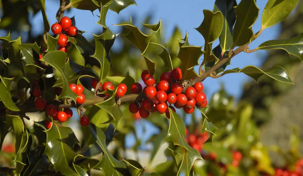 Holly Berries - Ilex aquifolium Berries & leaves with blue sky