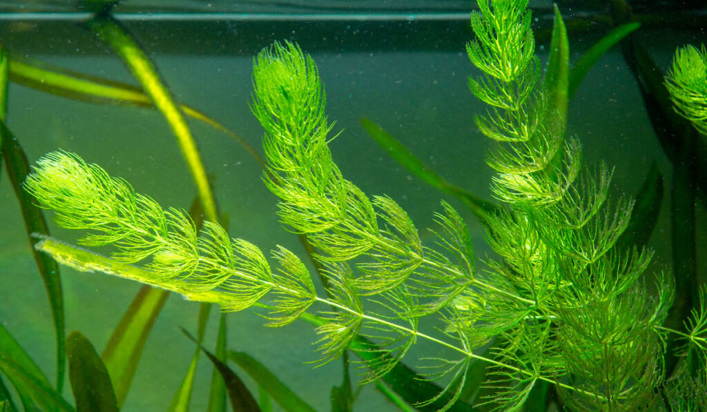 Hornwort plant (Ceratophyllum demersum) on a fish tank
