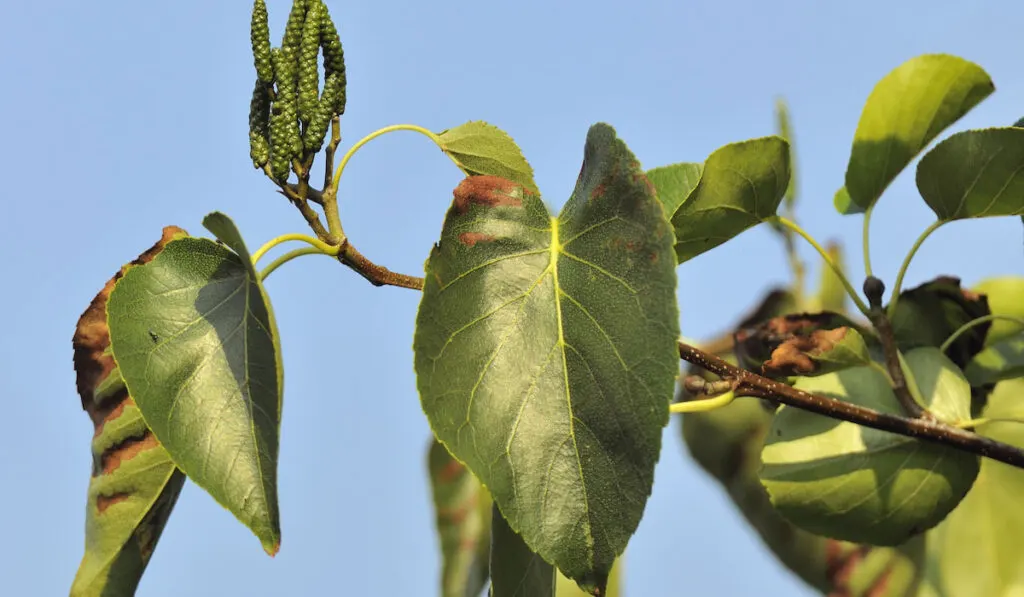 Italian Alder - Alnus cordata Leaves 
