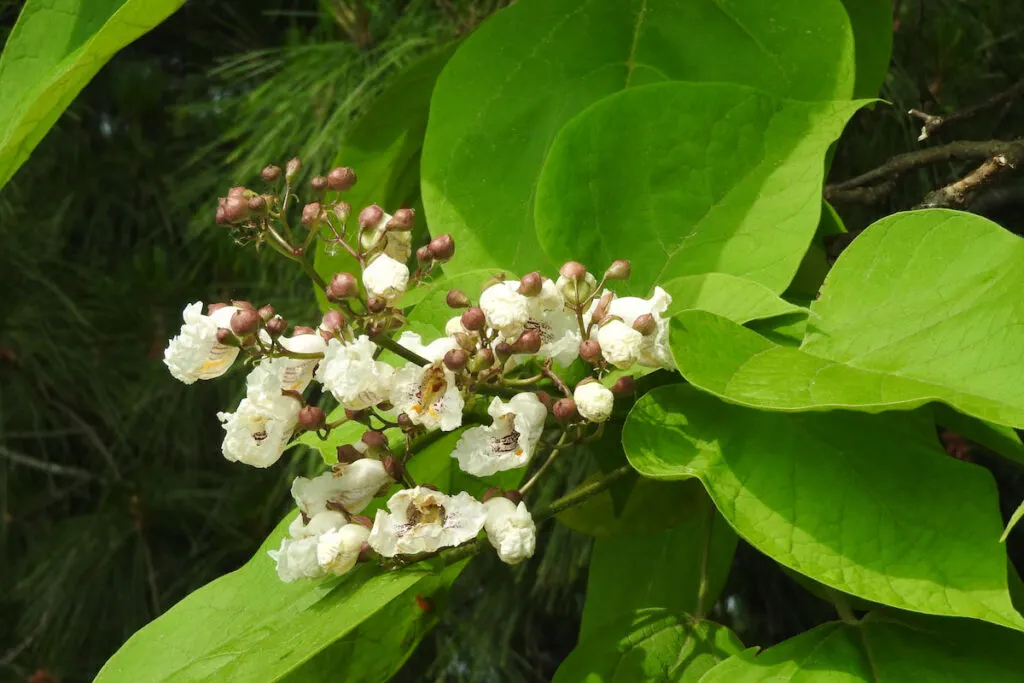 Northern Catalpa Flowers Budding Out in the Spring
