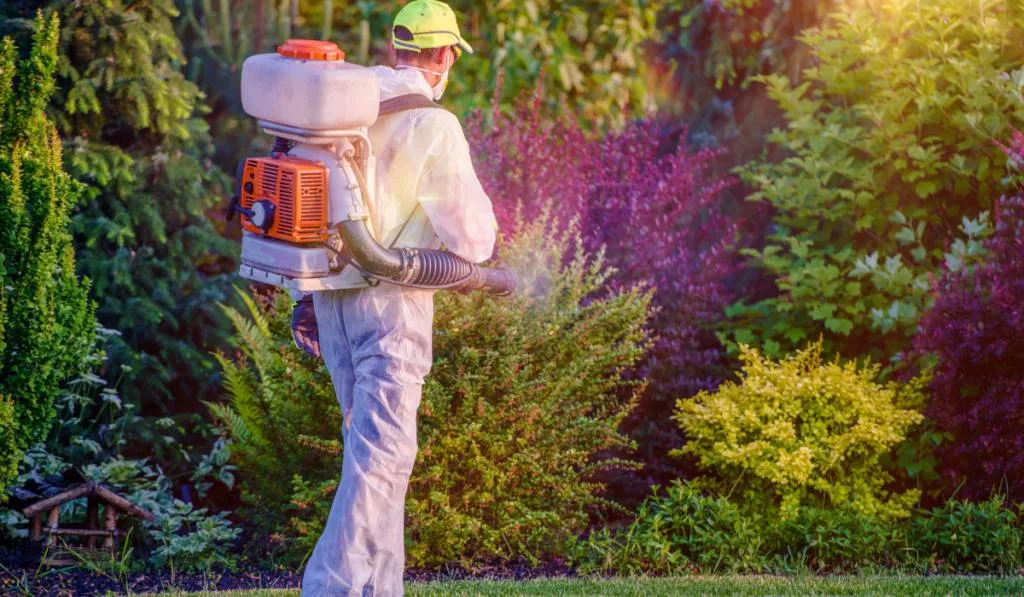 Pest Control Garden Spraying by Professional Gardener Who Wearing Safety Wearing