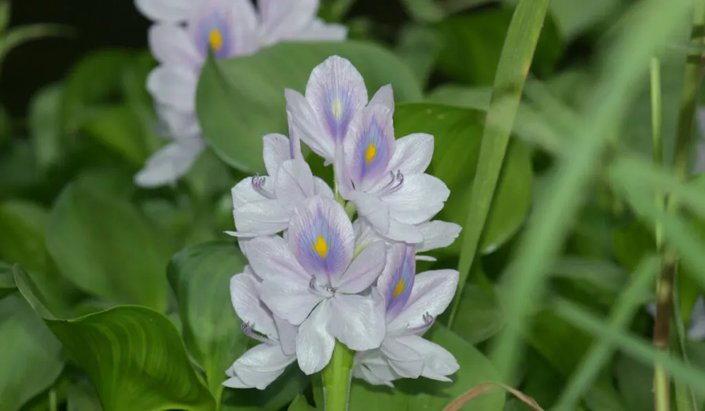 Pontederia crassipes - commonly known as common water hyacinth