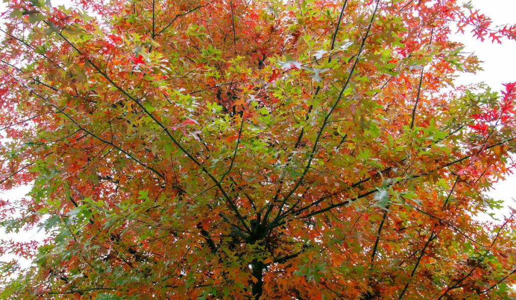 Quercus palustris or pin oak tree on typical autumn season