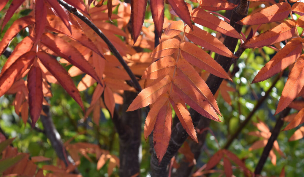 Sorbus commixta or Japanese Rowan tree