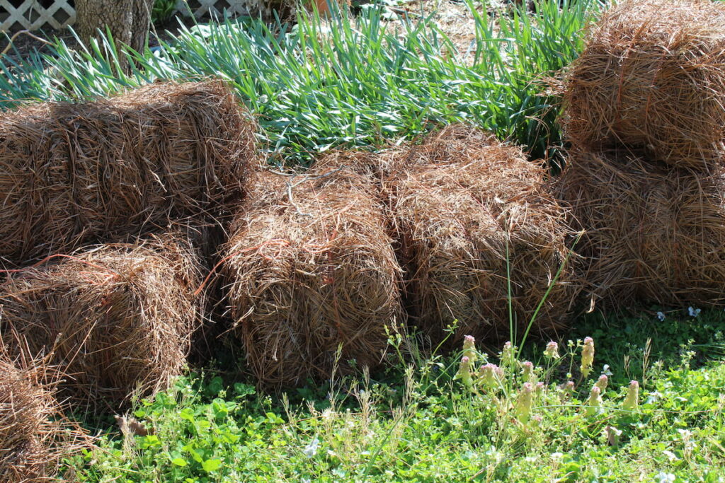 Stacked bales of pine straw in spring