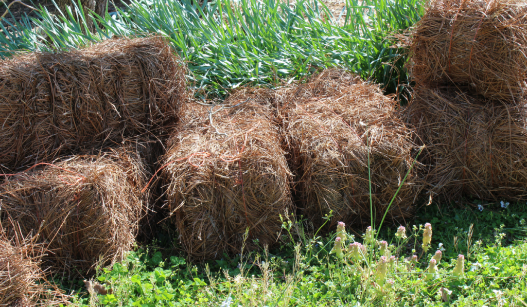 Stacked bales of pine straw in spring

